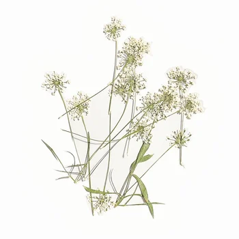 60db préselt szárított fehér Ammi Majus virágszár növények Herbárium For Times drágakövek ékszerek könyvjelző képeslap meghívó DIY