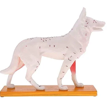 Anatómiai kutya modell Akupunktúra Anatómia A kutya testének akupunktúrás pont modellje 72 akupunktúrás ponttal Tanulmányi modell