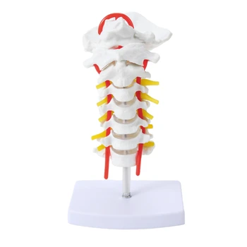 Flexibilis 7 szakaszos nyakcsigolya modell PVC anyag Emberi csontváz modell Nyakcsigolya modell