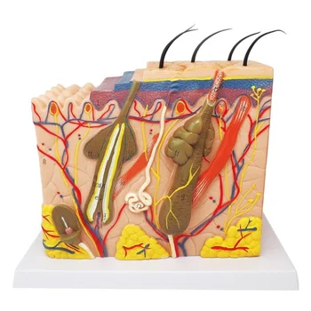 Ingyenes postaköltség Orvostudományi modell Emberi bőr anatómiai modell A hajszövet bőrrétegei Belső szerkezet az oktatási képzéshez