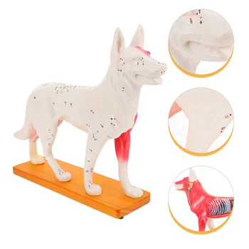 Kutya akupont modell professzionális akupunktúrás kutya tanítási képzési eszközök Pvc iskola