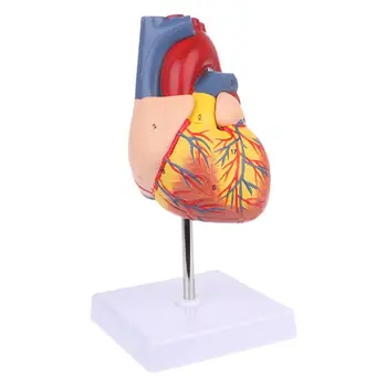Szétszerelt anatómiai emberi szív modell anatómiai orvosi oktatóeszköz ledobó hajó