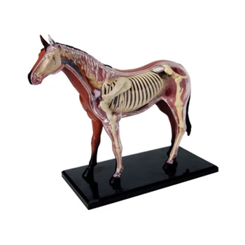 Állati szerv anatómiai modell 4D ló intelligencia összeszerelés játék tanítás anatómiai modell DIY népszerű tudományos készülékek
